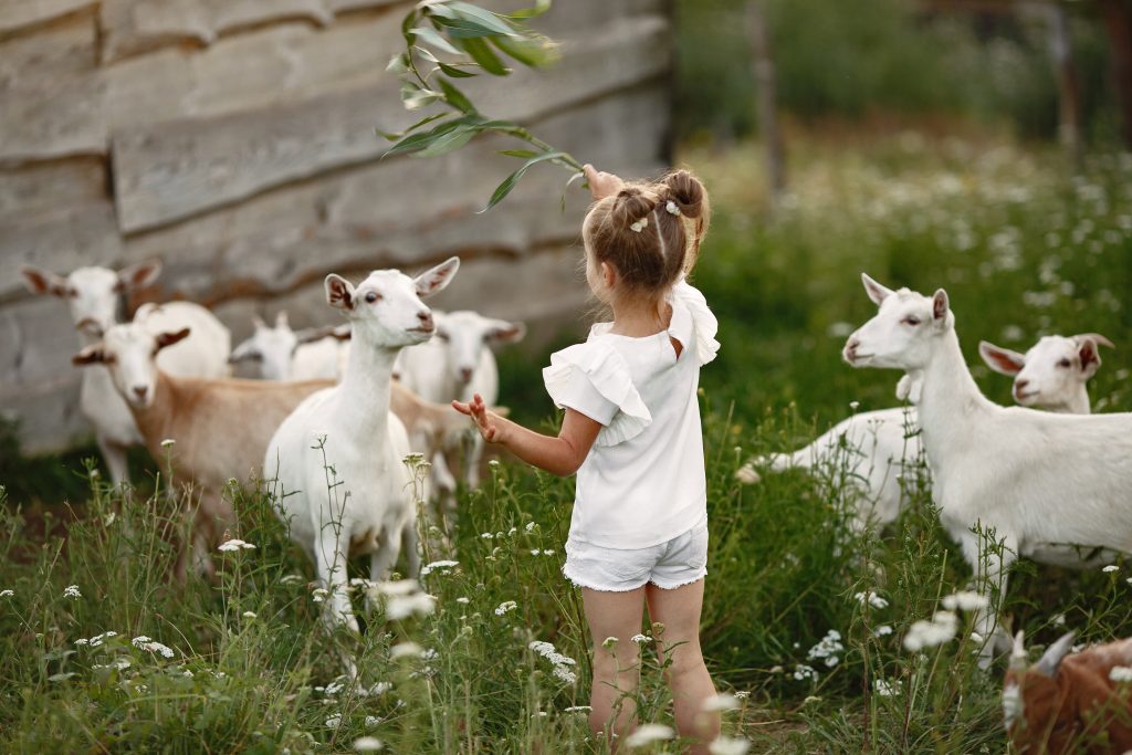 Kinderboerderij in Eindhoven