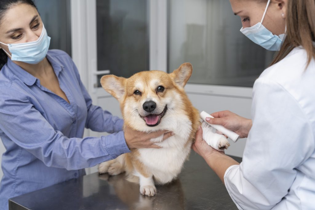 Dierenkliniek in Eindhoven